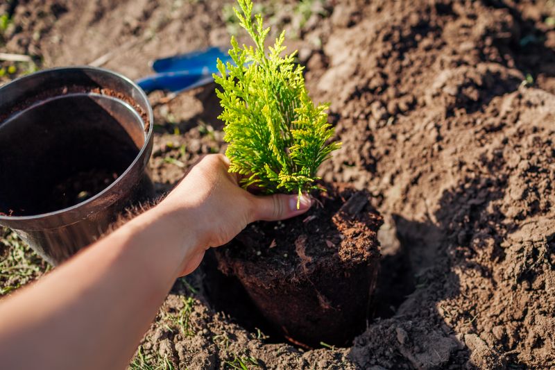 Oak Tree Planting in Ventura County, CA