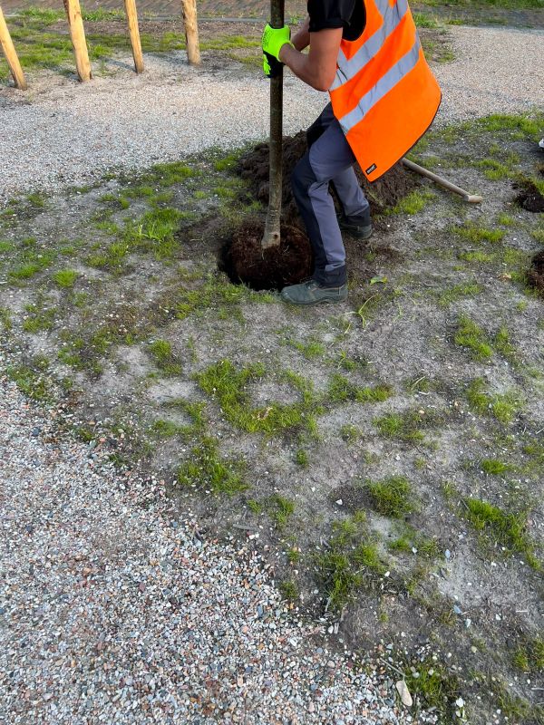 Volunteers Planting Trees