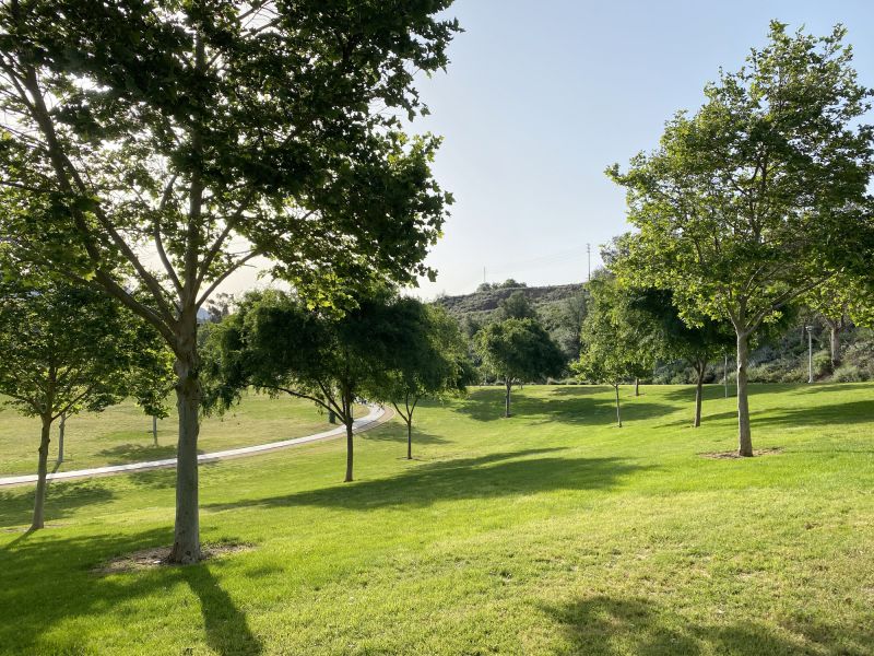 Urban Tree Planting Projects