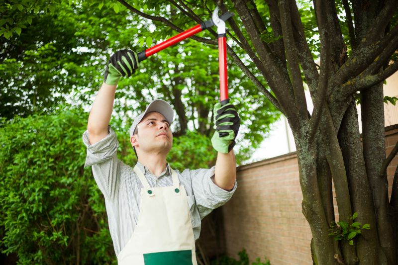 Tree Care and Maintenance