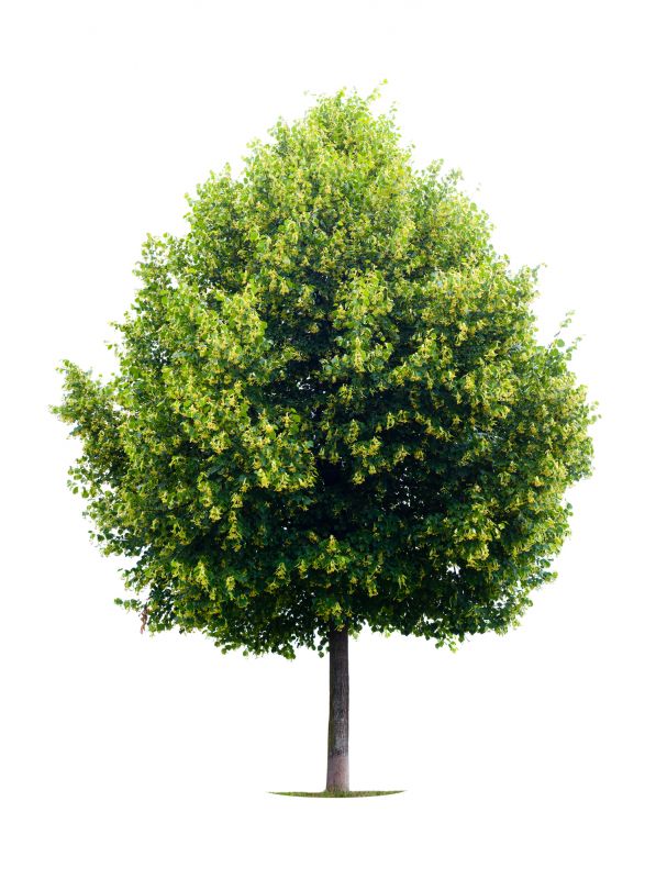 Trees provide habitat and food for birds and other wildlife