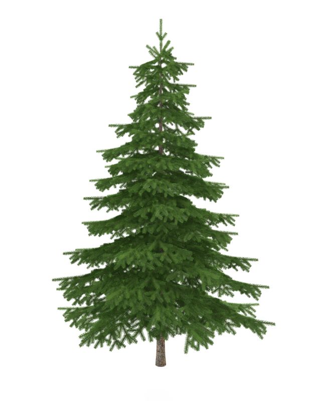 Trees absorb carbon dioxide and release oxygen, benefiting the environment