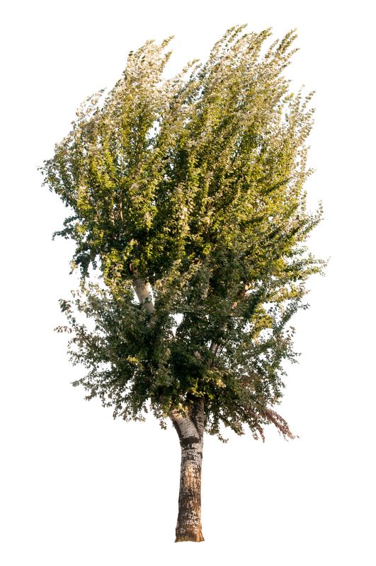 Trees add beauty and increase the value of your property