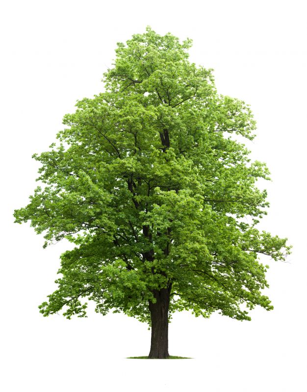 Trees offer natural cooling, reducing energy costs in hot weather